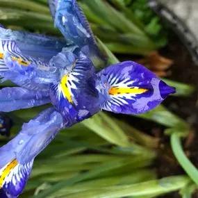 Carolina Dwarf Iris Bulbs (Iris reticulata Carolina) Img 2